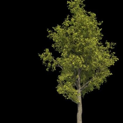 Houdini - Tree Generator Asset